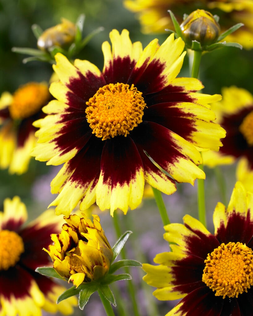tickseed 'Cosmic Eye'