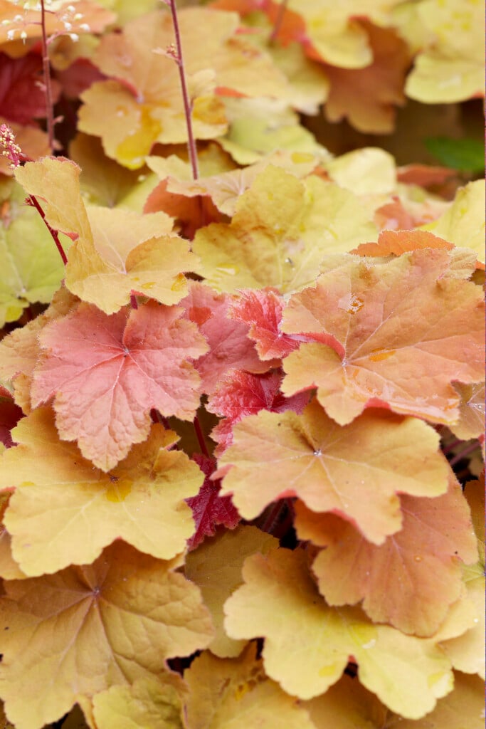 alum root 'Caramel'