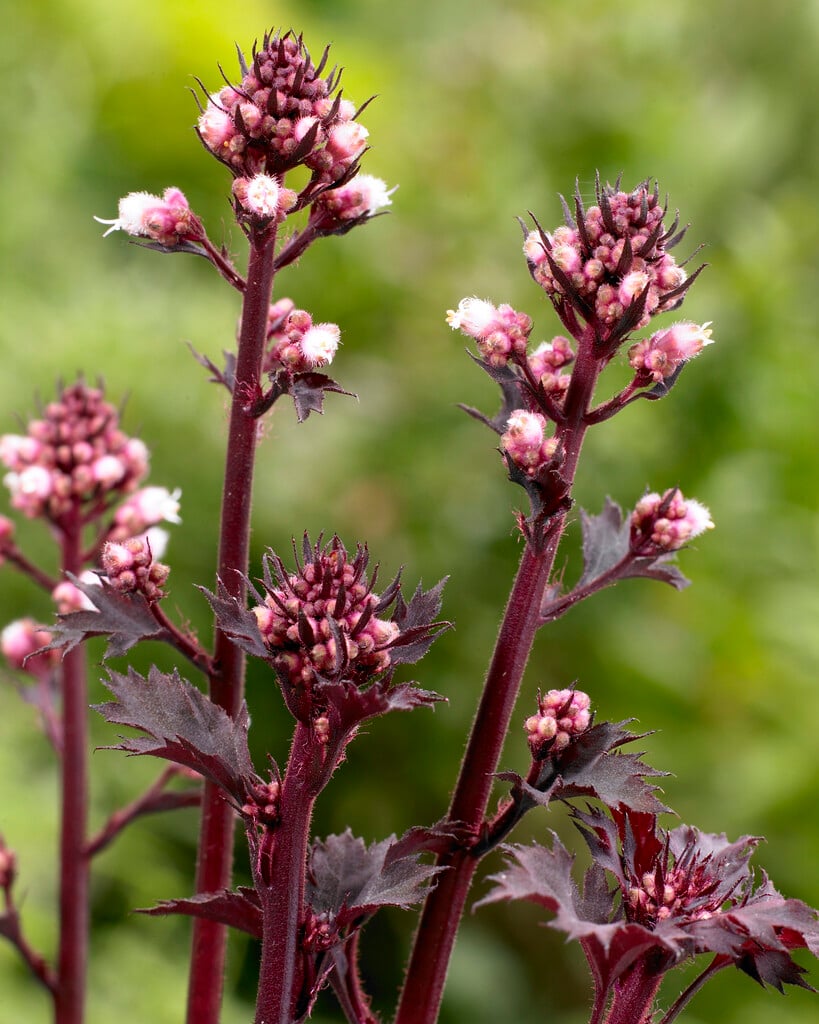 alum root 'Dark Secret'