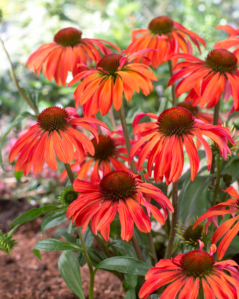 Echinacea 'Summer Sun'PBR | coneflower 'Summer Sun' Herbaceous ...