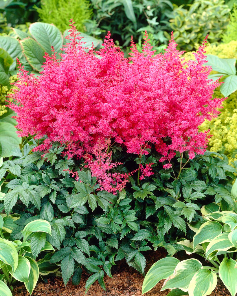 astilbe 'Jump and Jive'