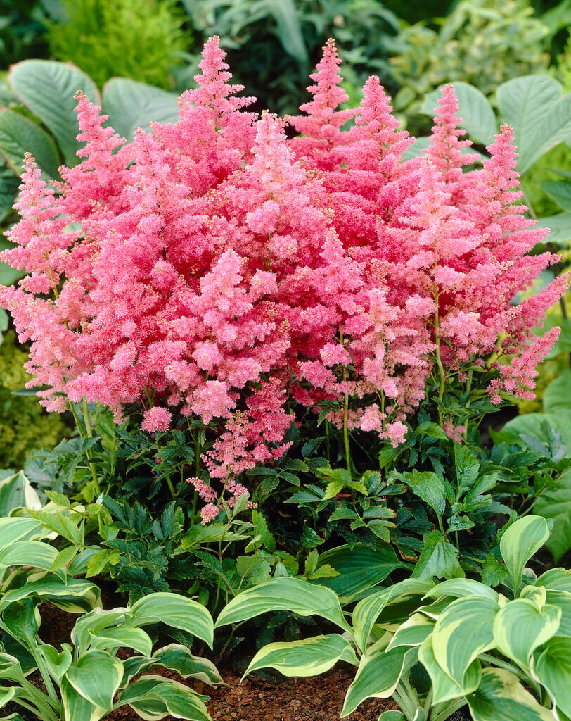astilbe 'Country and Western'