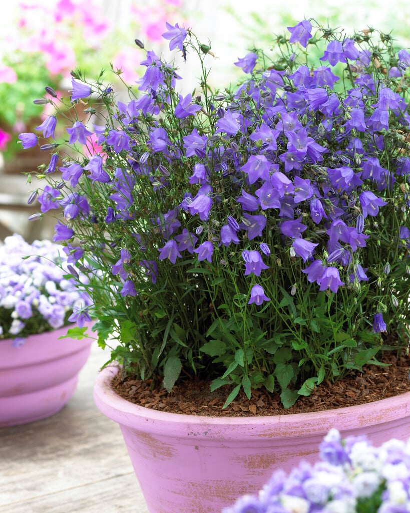 harebell 'Thumbell Blue'