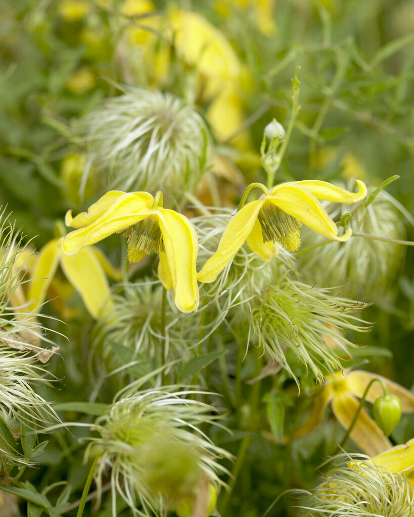 clematis 'Radar Love'
