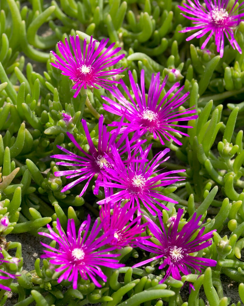 Cooper's ice plant