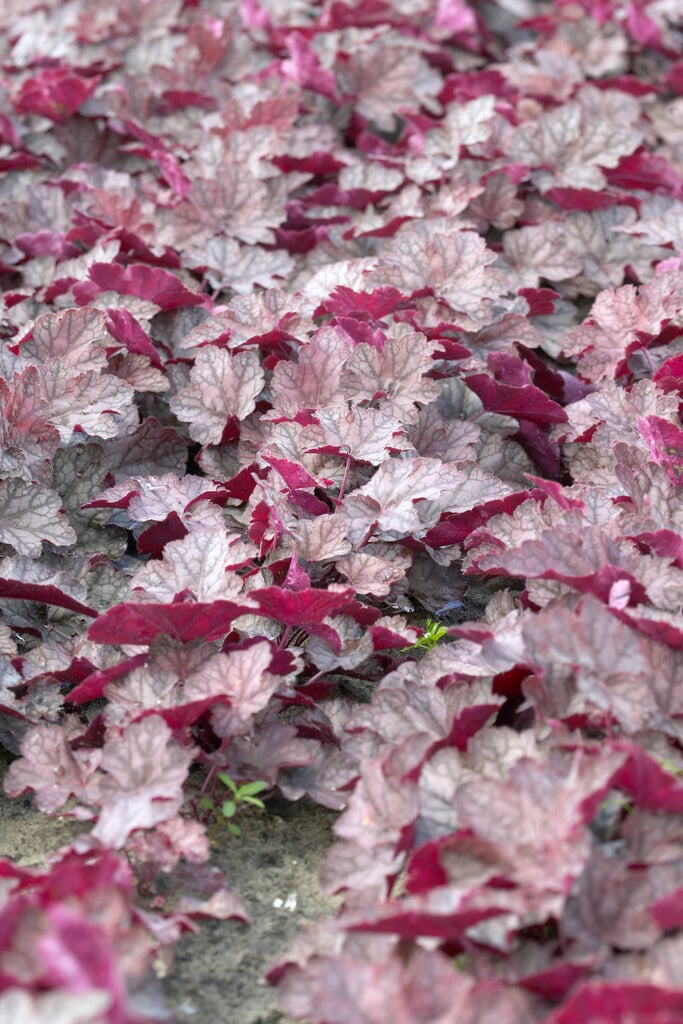 alum root 'Cascade Dawn'