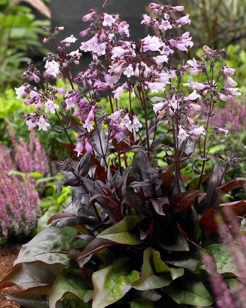 <em>Penstemon</em> <em>digitalis</em> 'Mystica'