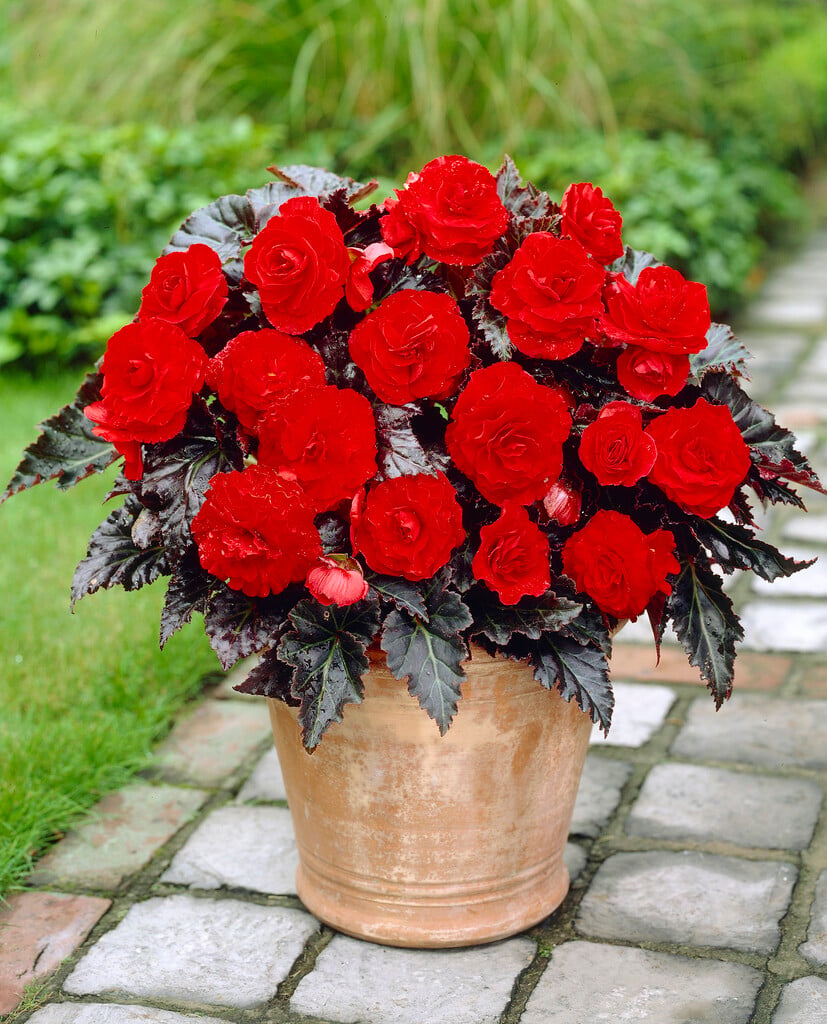 begonia 'Switzerland'