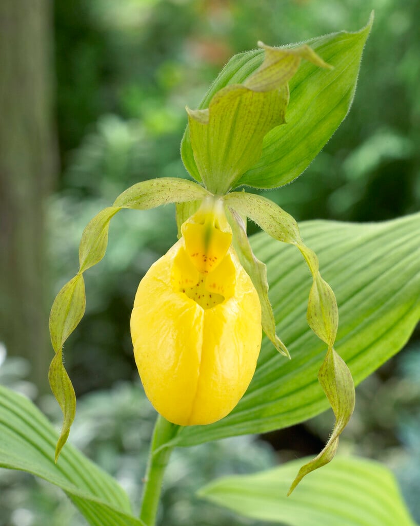 downy small-flowered lady's slipper orchid
