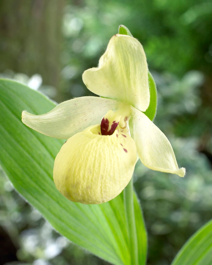 <i>Cypripedium</i> <i>flavum</i>