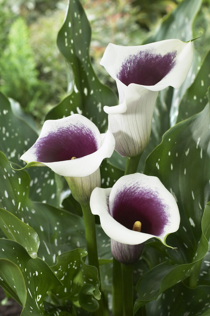 arum lily 'Vermeer'