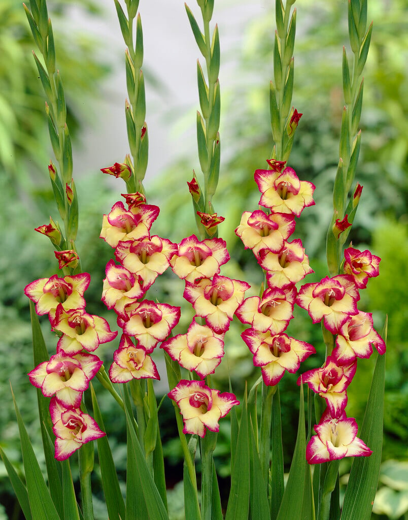 sword lily 'Flevo Laguna'