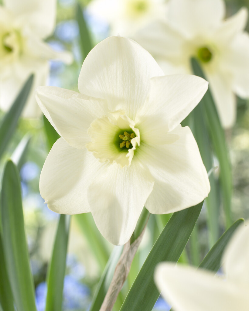 <i>Narcissus</i> 'Green Eyed Lady' (3)