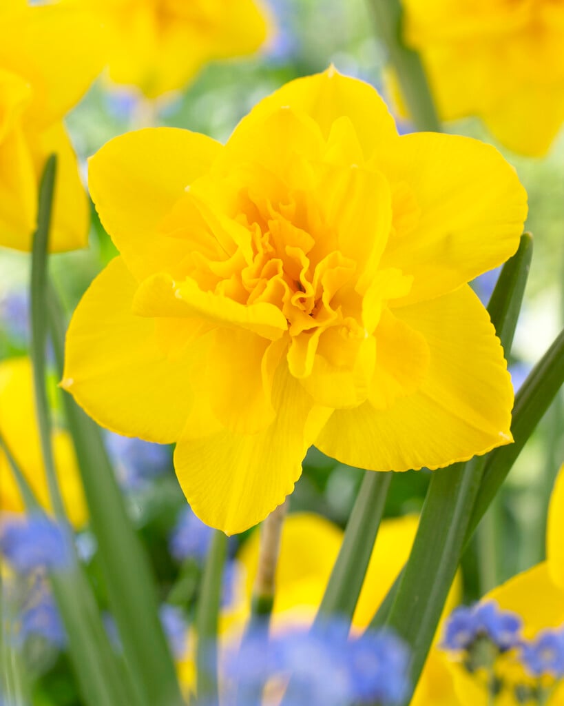 daffodil 'Double Smiles'