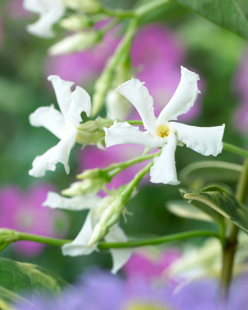 <i>Trachelospermum</i> <i>jasminoides</i> 'Sunlover' (v)