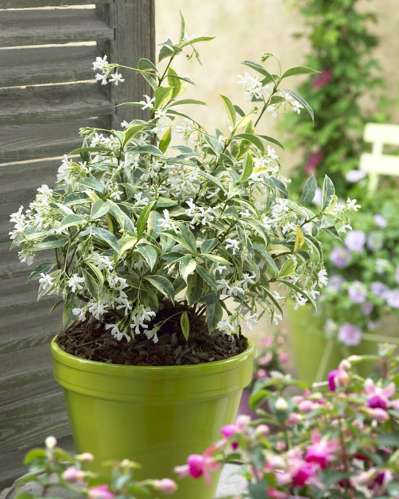 <i>Trachelospermum</i> <i>jasminoides</i> 'Sunlover' (v)