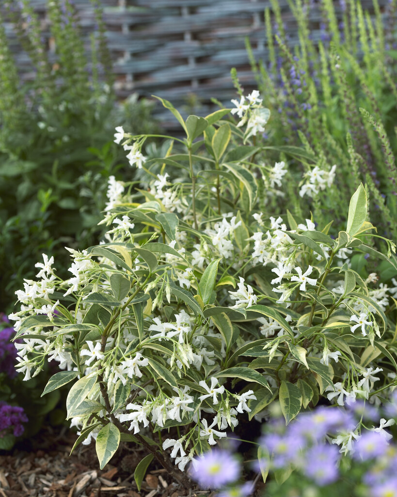 <i>Trachelospermum</i> <i>jasminoides</i> 'Sunlover' (v)
