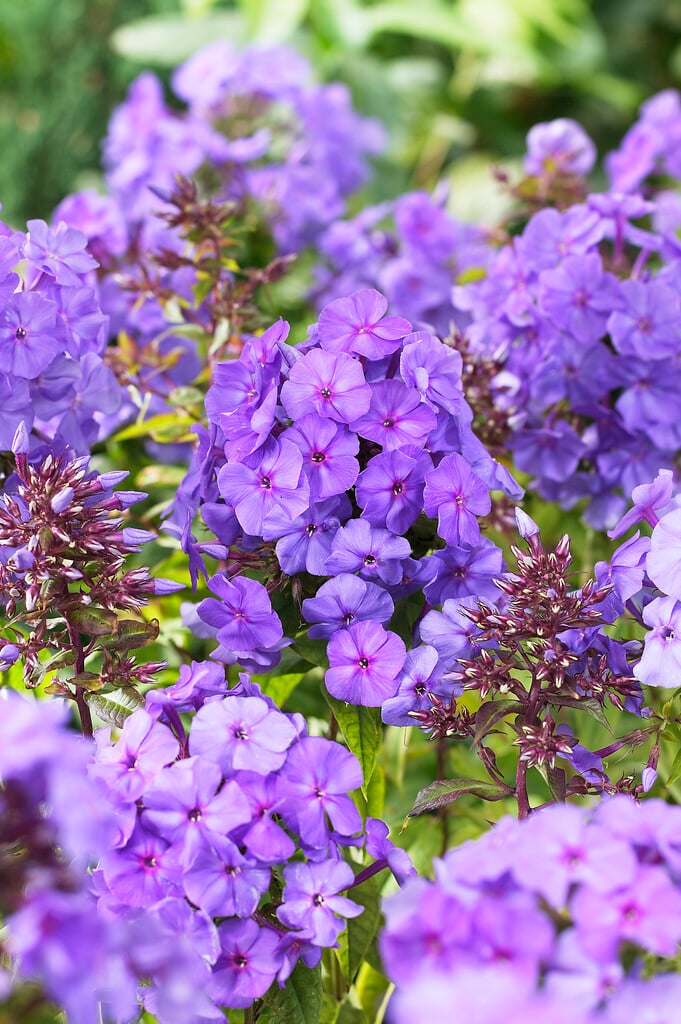<i>Phlox</i> <i>paniculata</i> 'Amethyst' ambig. [1]