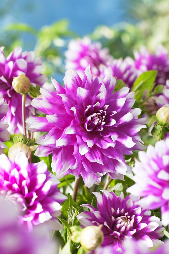 dahlia 'Jean Marie'