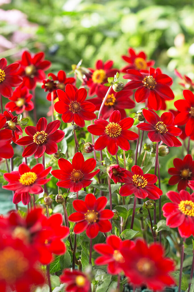 dahlia 'Topmix Red'