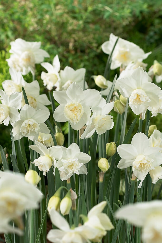 daffodil 'White Marvel'