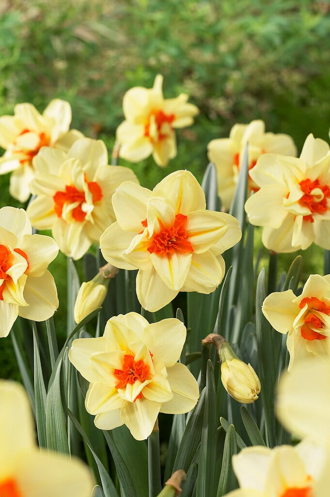 daffodil 'Double Fashion
