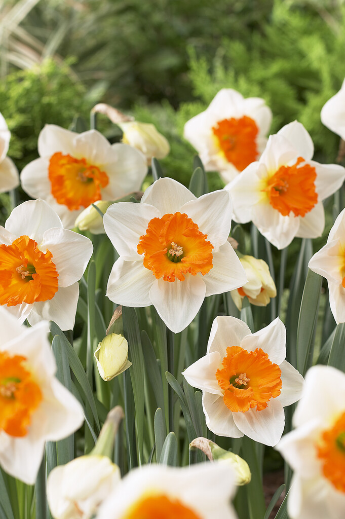 daffodil 'Gentle Giant'