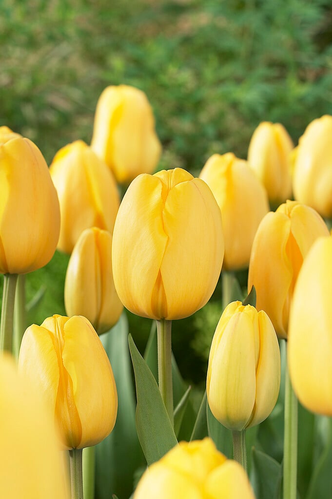 tulip 'Golden Parade'