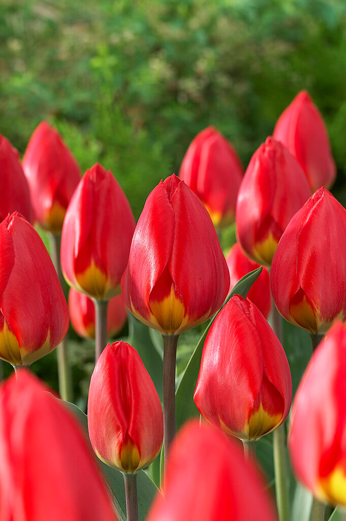 tulip 'Red Revival'