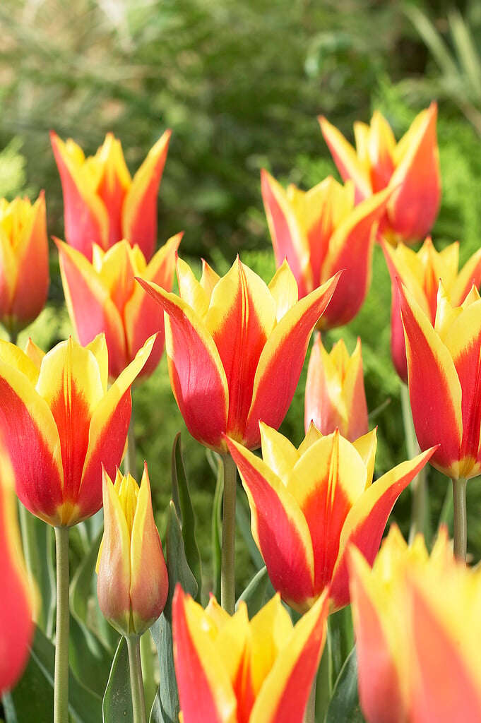 tulip 'Synaeda King'