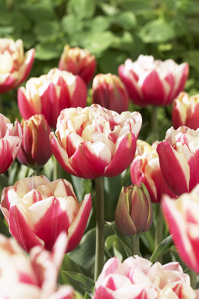 tulip 'Wirosa'