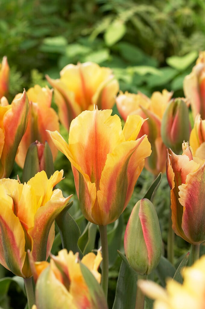 tulip 'Golden Artist'