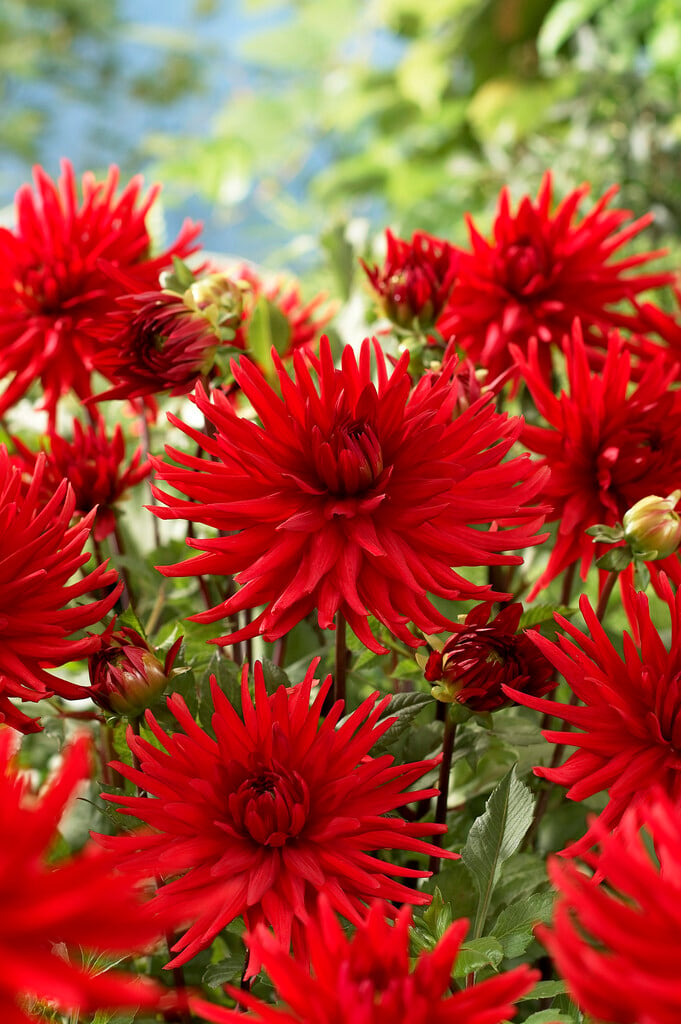dahlia 'Berger's Rekord'