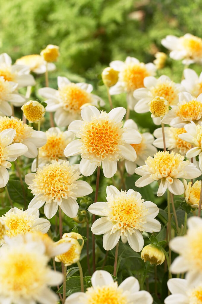dahlia 'Toto'