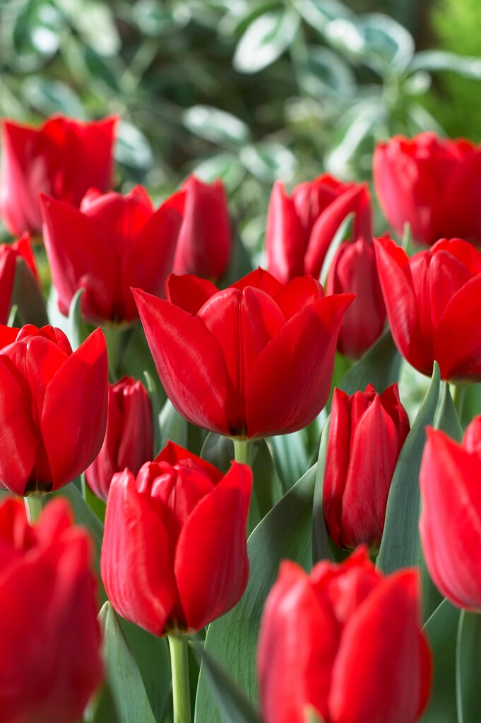 tulip 'Ben van Zanten'