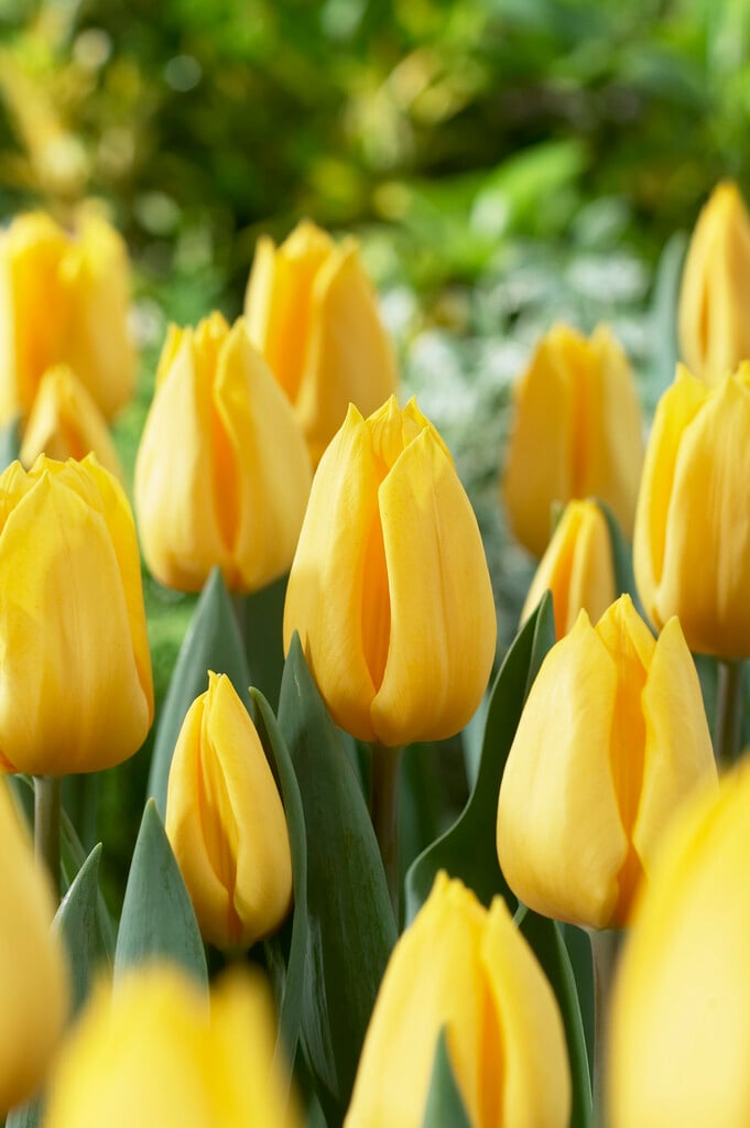 tulip 'Yellow Flight'