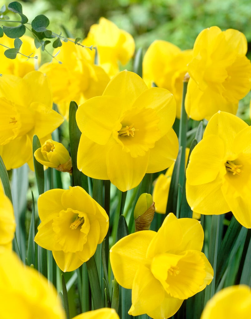 daffodil 'Camelot'