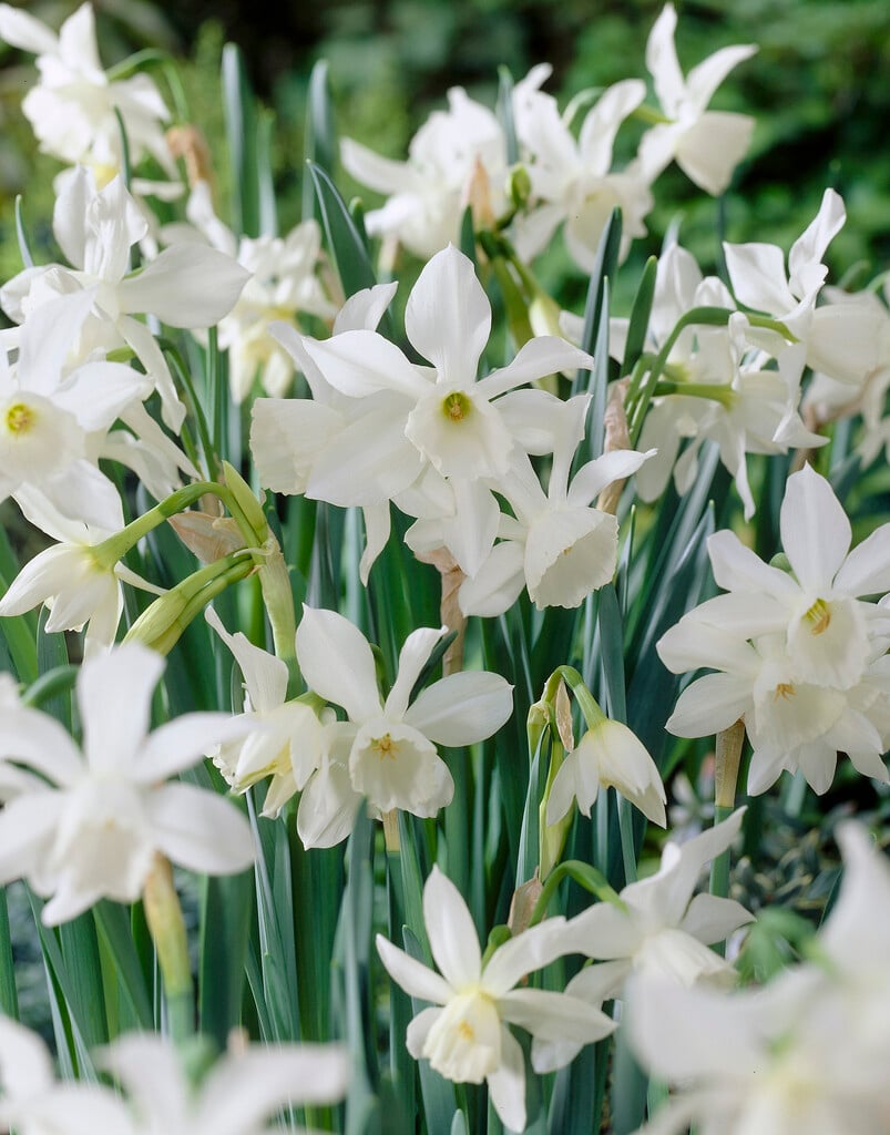 daffodil 'Thalia'