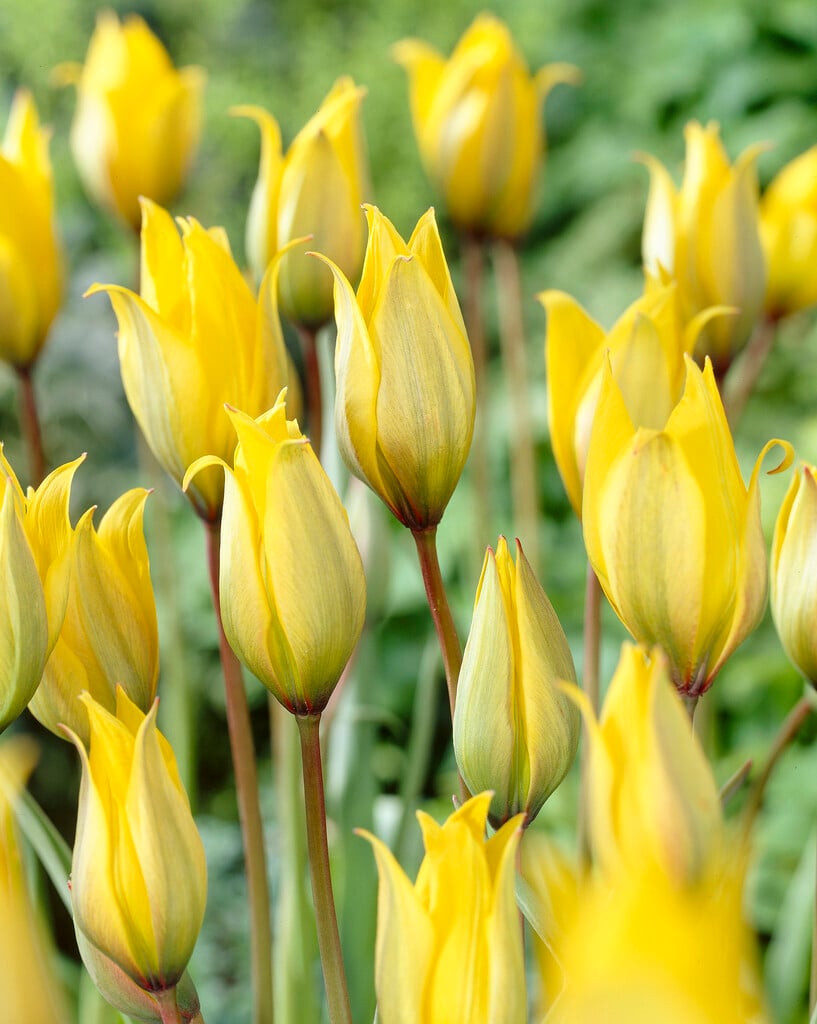 Tulipa sylvestris (15)