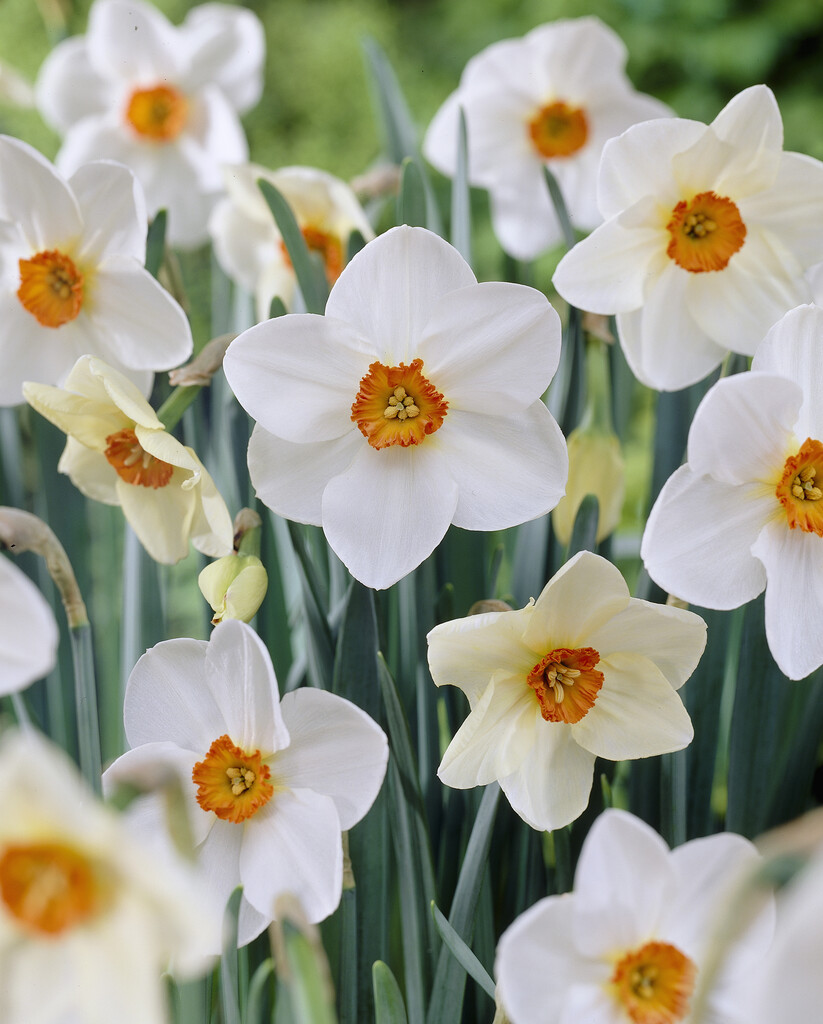 daffodil 'Verger'