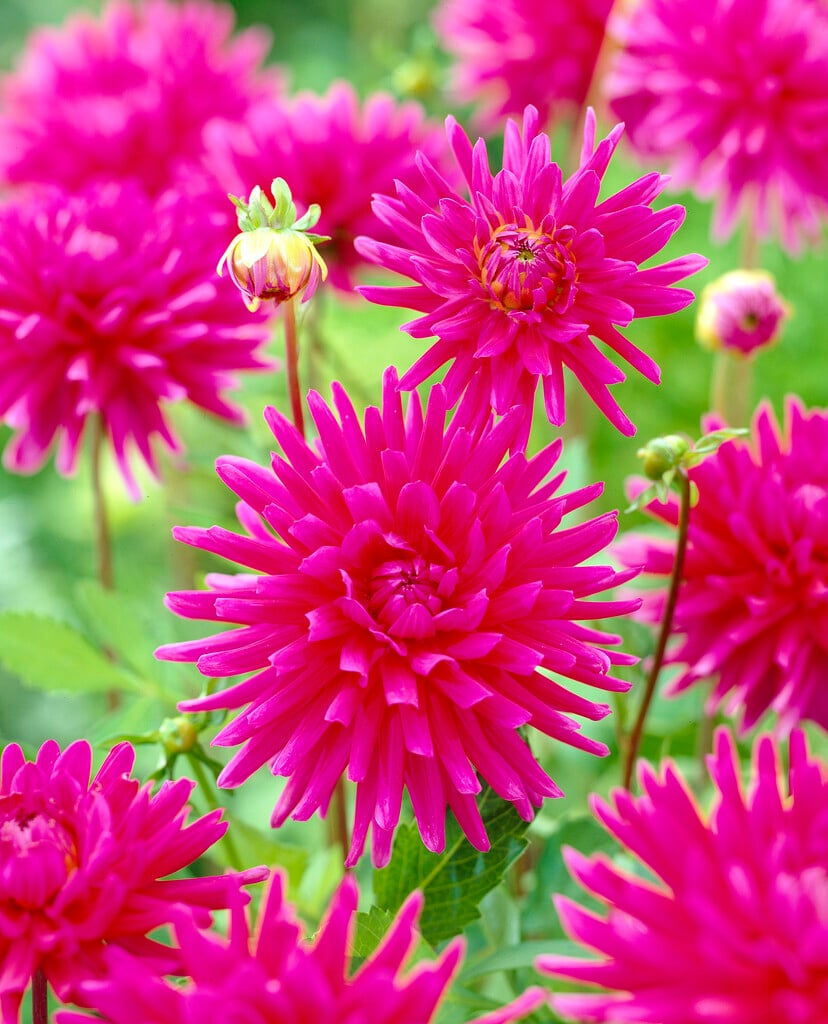 dahlia 'Purple Gem'