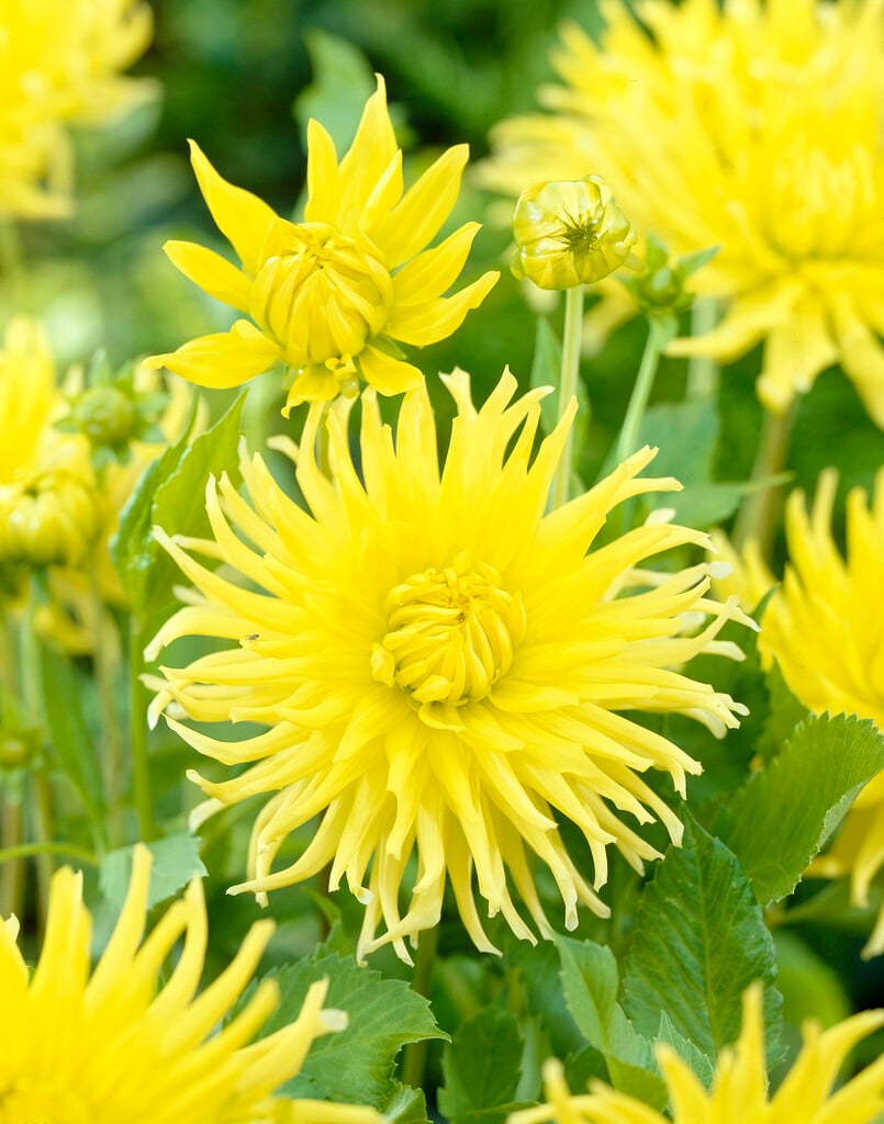 dahlia 'Kennemerland'