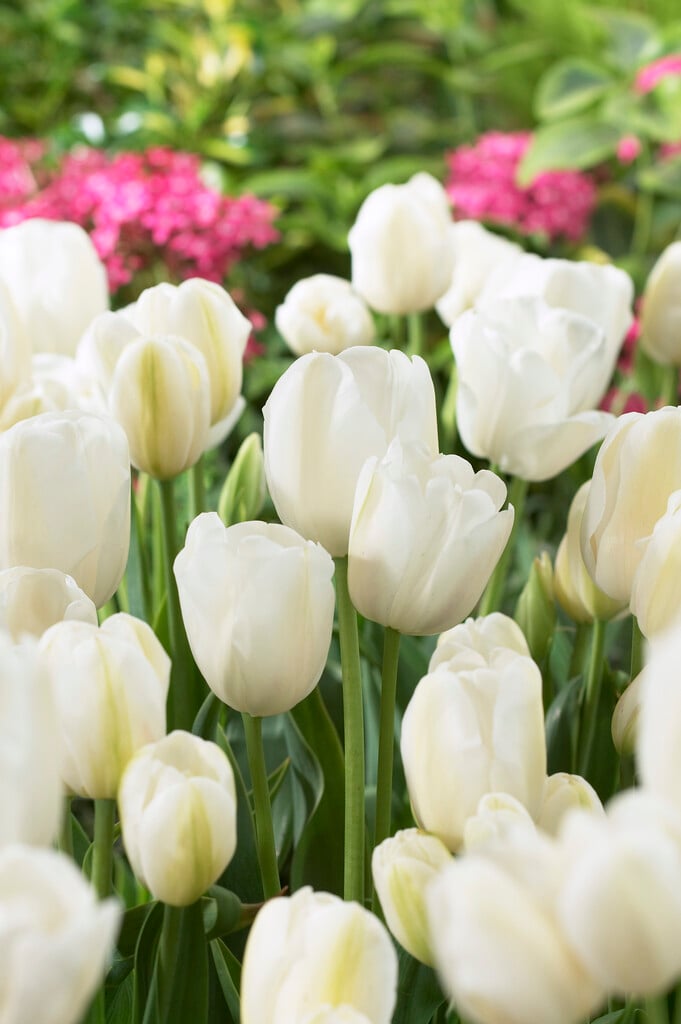 <i>Tulipa</i> 'White Bouquet' (5)