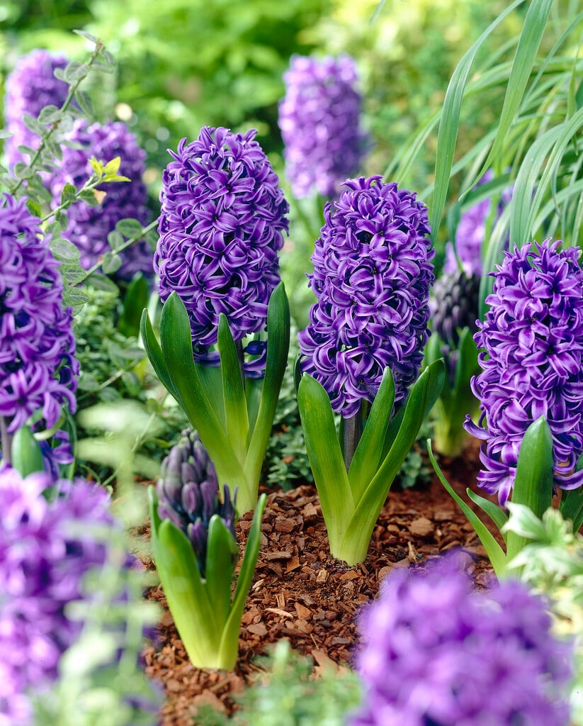 hyacinth 'Blue Pearl'