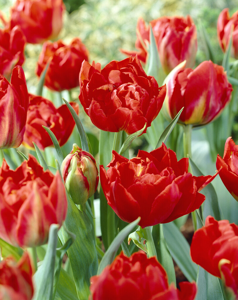 tulip 'Viking'
