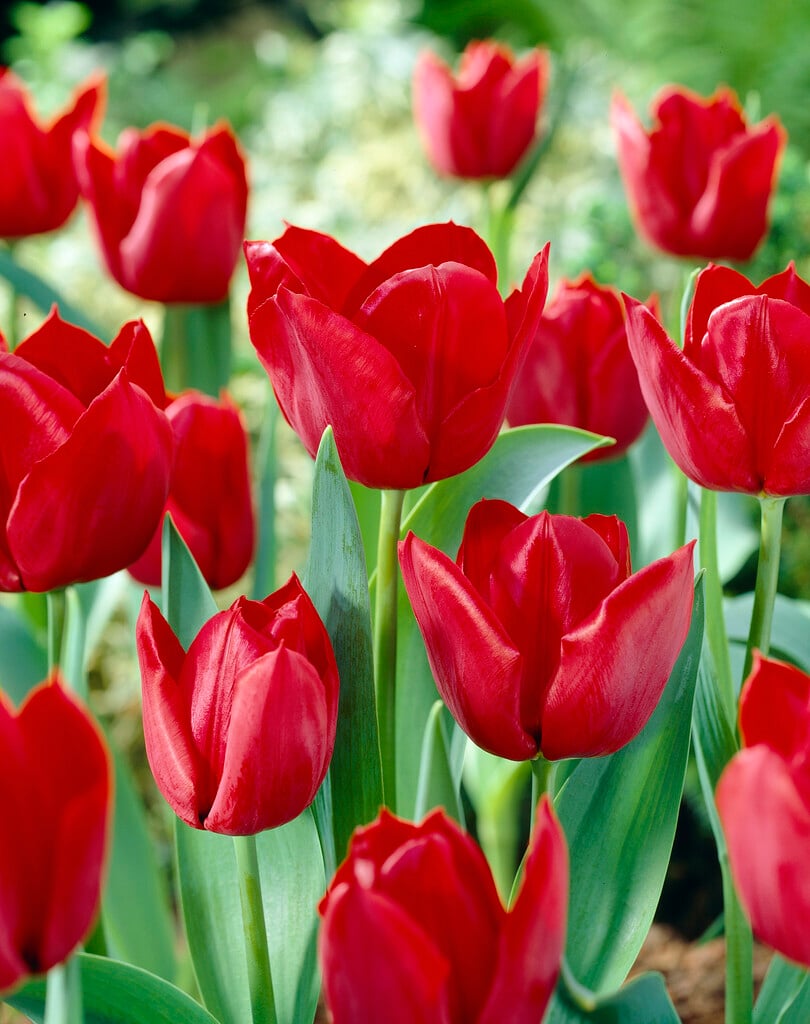 tulip 'Pallada'