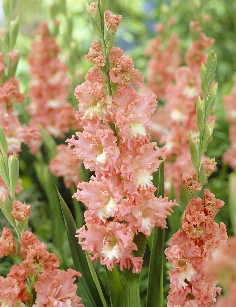 sword lily 'Frizzled Coral Lace'