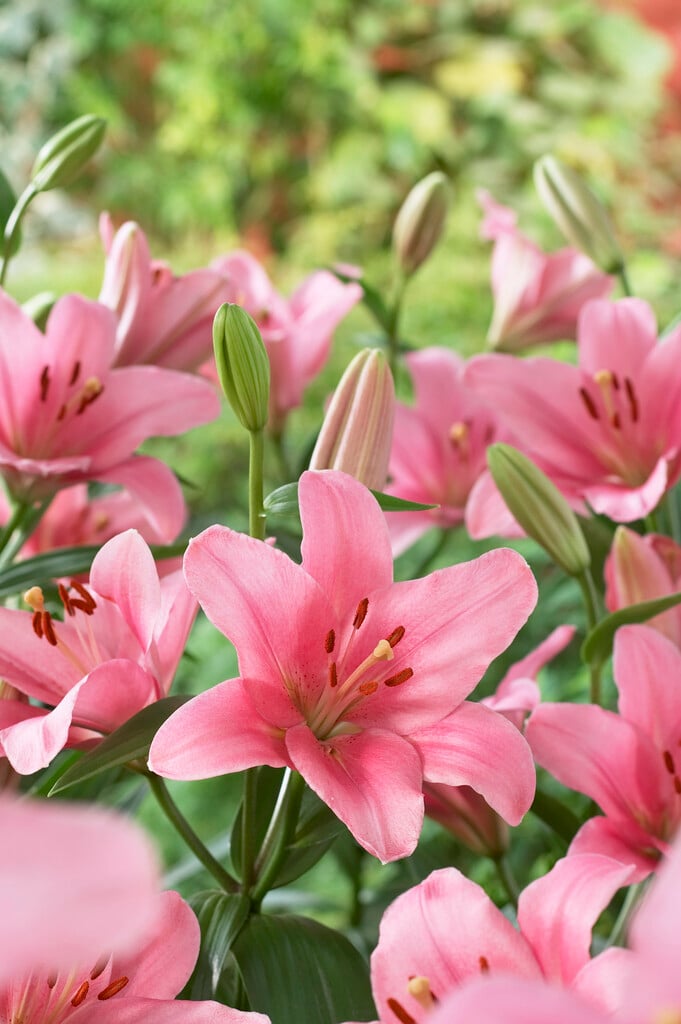 lily 'Brindisi'