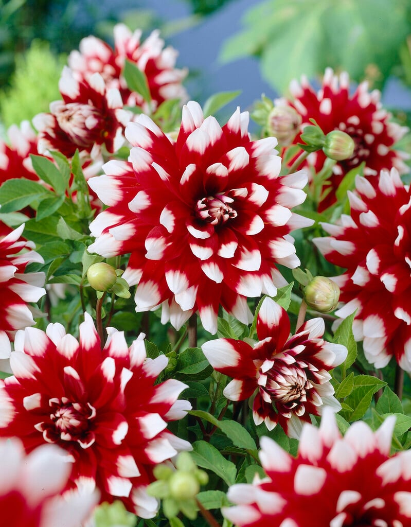 dahlia 'Duet'