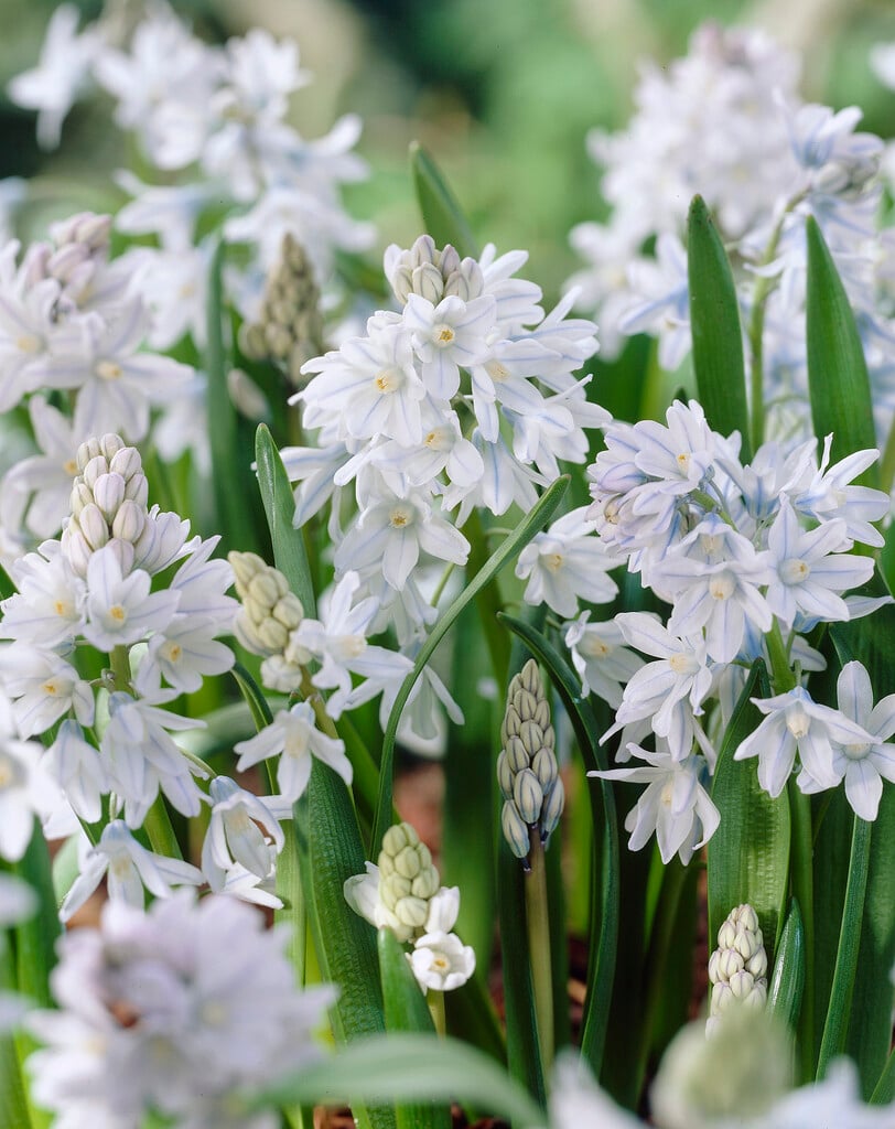 Lebanon striped squill